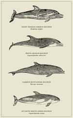 Four different dolphins with scientific names, after antique engravings from 19th century