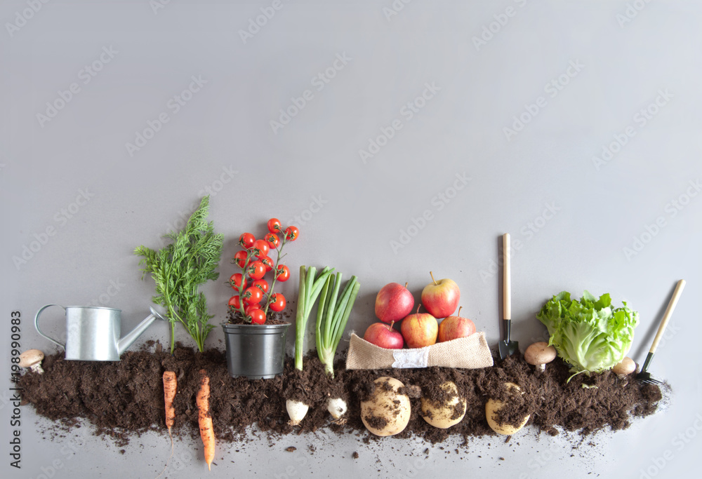 Organic fruit and vegtable garden background - obrazy, fototapety, plakaty 