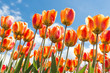 Bottom view of transparant orange and yellow tulips with blue sky background