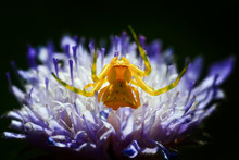 Close Up Spider And Home - Stock Image        