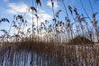 © Martins Vanags - old dry grass bents in winter