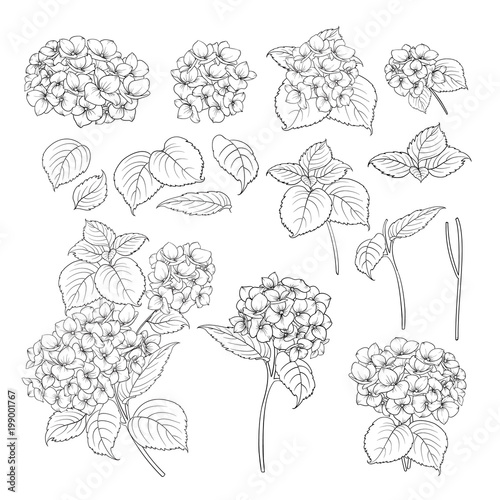 Photographie Black contour of hydrangea on white background