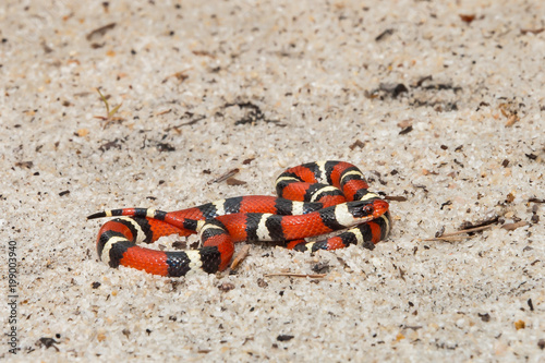Fotografie, Obraz Scarlet Kingsnake (Lampropeltis elapsoides)