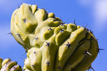 Wall Mural - cactus of the exotic garden of Monaco