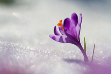 View Of Magic Blooming Spring Flowers Crocus Growing From Snow In Wildlife. Amazing Sunlight On Spring Flower Crocus