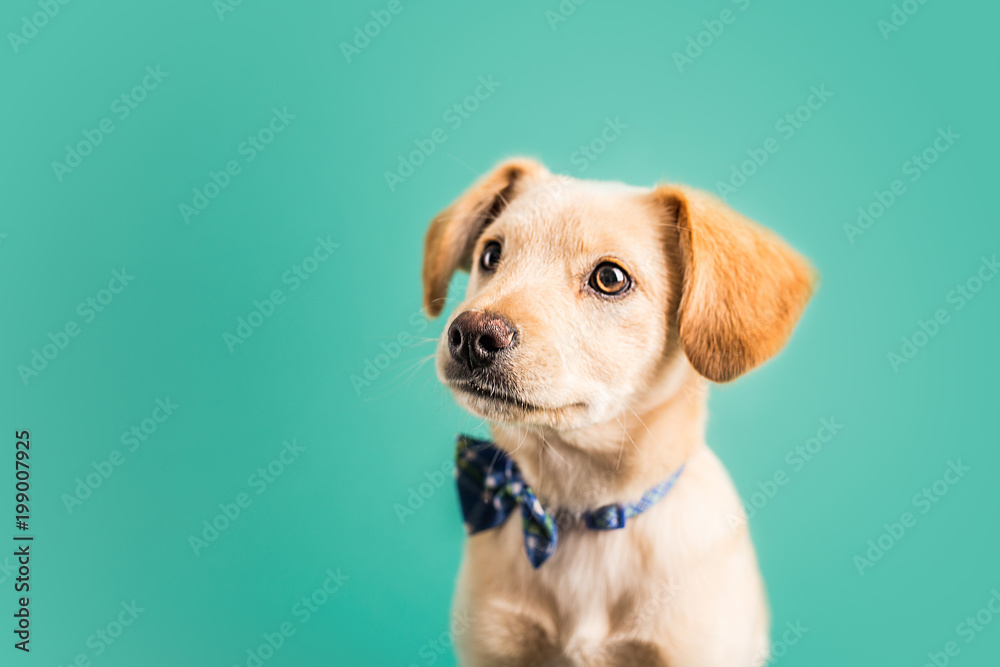 Adorable golden puppy - obrazy, fototapety, plakaty 