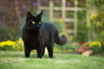 Close up of a black cat on the grass