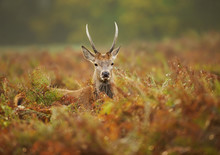 Close Up Of A Young Red Deer Stag In The Field Of Fern