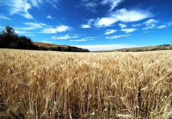 Ripe Wheat Under Blue Sky