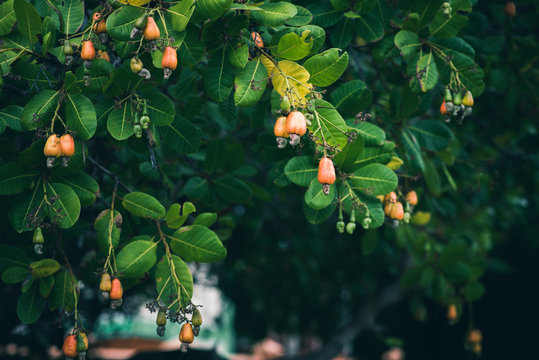 cashew trees (anacardium occidentale) grow in the garden in evening. fruits, nuts and leaves of the 