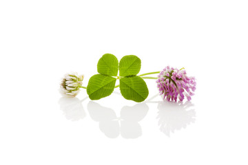 Wall Mural - Clover leaf isolated.