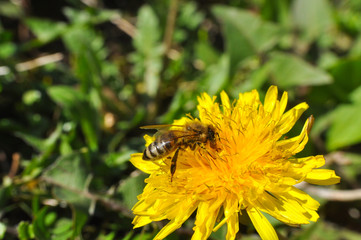 Wall Mural - Honey bee on dandelion. Honey bee pollinating on spring meadow