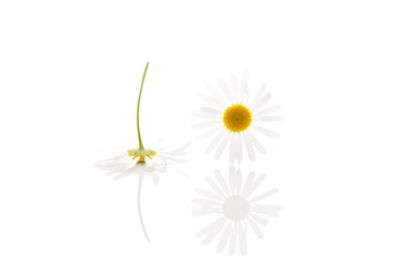 Poster - Medical chamomile.