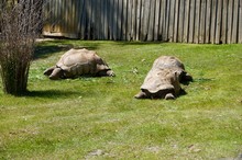 Old Giant Turtles Family With Brown Shell In Victoria (Australia) Close To Melbourne Laying In The Sun On A Lush Green Grass Lawn