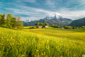 Wall Mural - idyllic landscape in the alps with blooming meadows in springtime