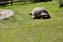 Old Giant Turtle With Brown Shell In Victoria (Australia) Close To Melbourne Crawling Towards Water To Drink In The Sun On A Lush Green Grass Lawn