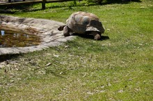 Old Giant Turtle With Brown Shell In Victoria (Australia) Close To Melbourne Crawling Towards Water To Drink In The Sun On A Lush Green Grass Lawn
