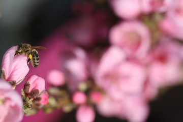 close up of pink blossom from a fruit tree with nectar collecting bee on the left side and blossom bukeh on background