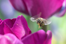 Honeybee Collecting Pollen From Purple Tulips