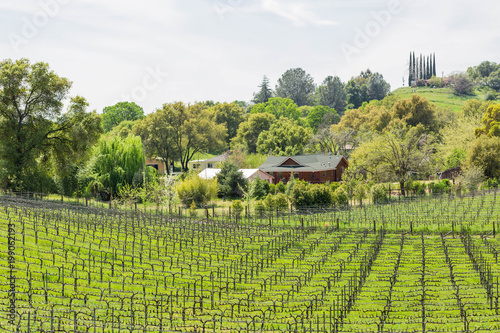 Fotografie, Obraz Grape vine on a vineyard in the middle of spring where the crop is starting to s