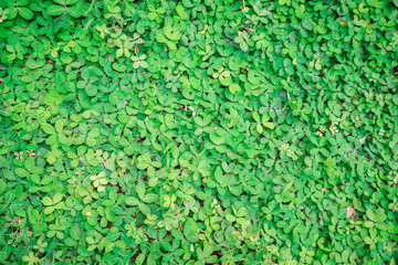 Natural green ivy background