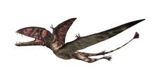 Dimorphodon Prehistoric Flying Reptile