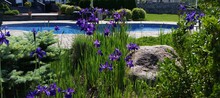 Gorgeous Deep Purple Japanese Irises With A Luxurious Swimming Pool Backdrop
