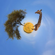 360 degree view of Landscape with tree and giraffe in Africa