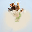 360 degree view of Horse