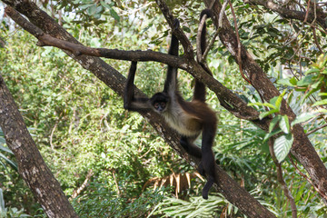 Wall Mural - Spider monkey in Belize forest