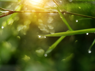 Bamboo leaves with drop dew