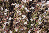 Fototapeta Kwiaty - Blooming Spanish Stonecrop Sedum hispanicum on rocks with small white flowers macro, selective focus, shallow DOF