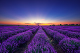 Fototapeta Kwiaty - Lavender flower blooming fields in endless rows at sunset