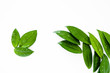 © Назар Ріжка - Green leaves isolated on a white background