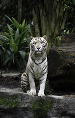 Tiger in a jungle. White Bengal tiger sits on a rock with natural background