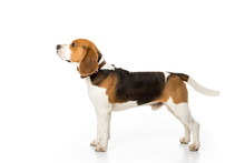 Side View Of Cute Beagle Dog In Collar Isolated On White