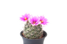 Pink Color Flower Cactus Isolated On White Background
