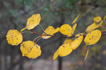 yellow leaves in autumn