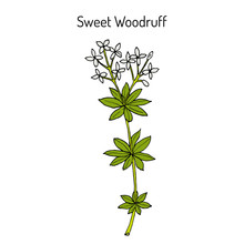 Sweet Woodruff Galium Odoratum , Medicinal Plant