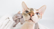 Bold sphinx cat with blue eyes close studio portrait