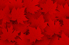 Canada Day Design Of Red Maple Leaves Background With Copy Space Vector Illustration