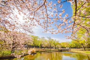 東京代々木公園の桜と木
