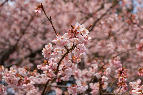 Beautiful Japanese Cherry Blossom Flowers And Flower Background