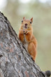 A very cute redhead squirrel sits on a tree. Red-haired squirrel beautiful, close-up on pine