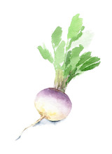 Fresh Turnip With Leaves For A Healthy Diet. Watercolor Sketch. Isolated.