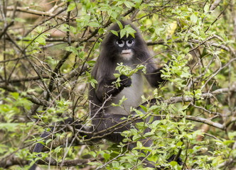 Wall Mural - Hoolock gibbon