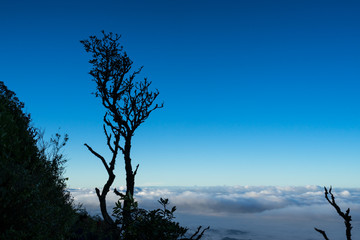 Wall Mural - silhouette tree and hill with blue sky and cloudscape