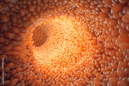 Fotografia 3D illustration close-up Intestinal villi