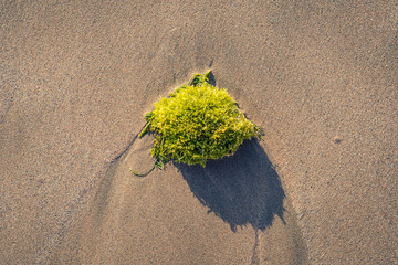 sea weed on a beach