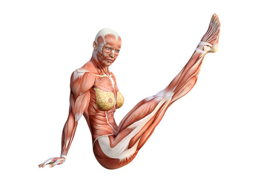 3D Rendering Female Anatomy Figure on White